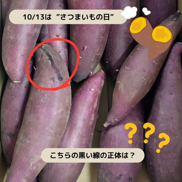 ＼10/13は”さつまいもの日”🍠／

秋といえば、スポーツ、読書、芸術、そして食欲の秋🙌

今回は”さつまいもの日”にちなんで、おいもの豆知識！
スーパーなどで売られている おいもにときどき黒い線を見かけませんか？この黒い線の正体は”ヤラピン”という機能性成分✨おいもの食物繊維とともに便秘解消効果があります！

ヤラピンは収穫の時にツルからとると、白い乳液としてでてきて、乾燥とともに黒くなります！品種によっても量が多いもの、少ないものがあるのです💡

さつまいもに黒い線をみかけたら、”ヤラピン”という健康によい成分！バナナのスイートスポットならぬ、さつまいもの”ヘルシーライン”とおぼえておきましょう♪

#さつまいもの日 #ヤラピン #さつまいも #サツマイモ #三好アグリテック #焼き芋 #焼きいも #さつまいもレシピ #さつまいも愛 #さつまいも農家 #さつまいも好きと繋がりたい #japanesesweetpotato